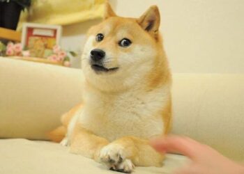 Elon Musk responds to the passing of Kabosu, the ‘doge meme’. Discover his heartfelt words…