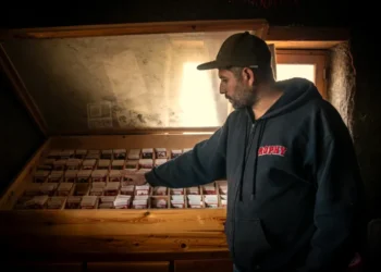 Our seeds, our foundation: Planting hope amidst the Israeli bombings in Lebanon.