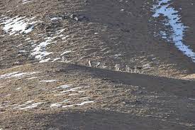 China urges countries to liberalize their markets in light of the impending tariffs proposed by Trump.