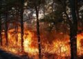 Wildfires in South Carolina are expanding rapidly, doubling in size each day as firefighters work diligently to safeguard residences.