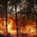 Wildfires in South Carolina are expanding rapidly, doubling in size each day as firefighters work diligently to safeguard residences.
