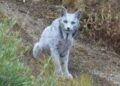 The white Iberian lynx is real; a photographer has captured a leucistic big cat in Spain | Watch